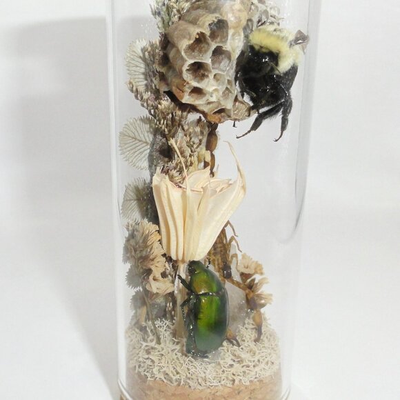 Scorpion Green Chafer Beetle Wasp Nest Bee & Crystal Oddity Jar taxidermy - Picture 12 of 16